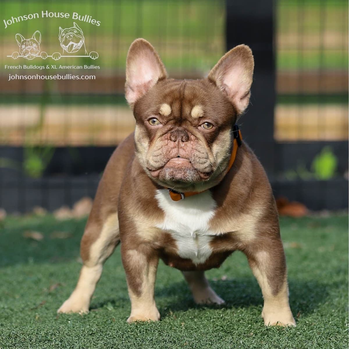 Newshade Isabella & Tan Merle / Newshade Isabella & Tan Health Cleared breeder image 1