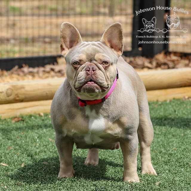 Newshade Isabella & Tan Merle / Newshade Isabella & Tan Health Cleared media 4