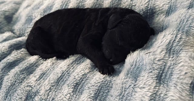 Poodle Puppies media 5