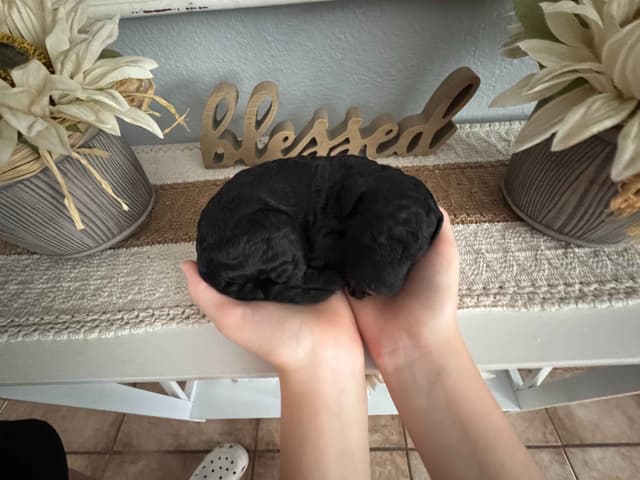 Poodle Puppies media 6