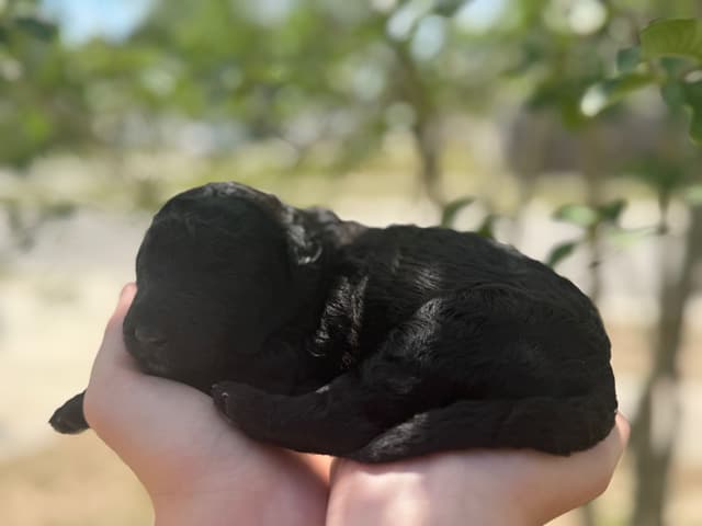 Poodle Puppies media 7