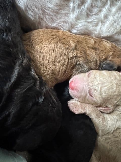 Poodle Puppies media 8