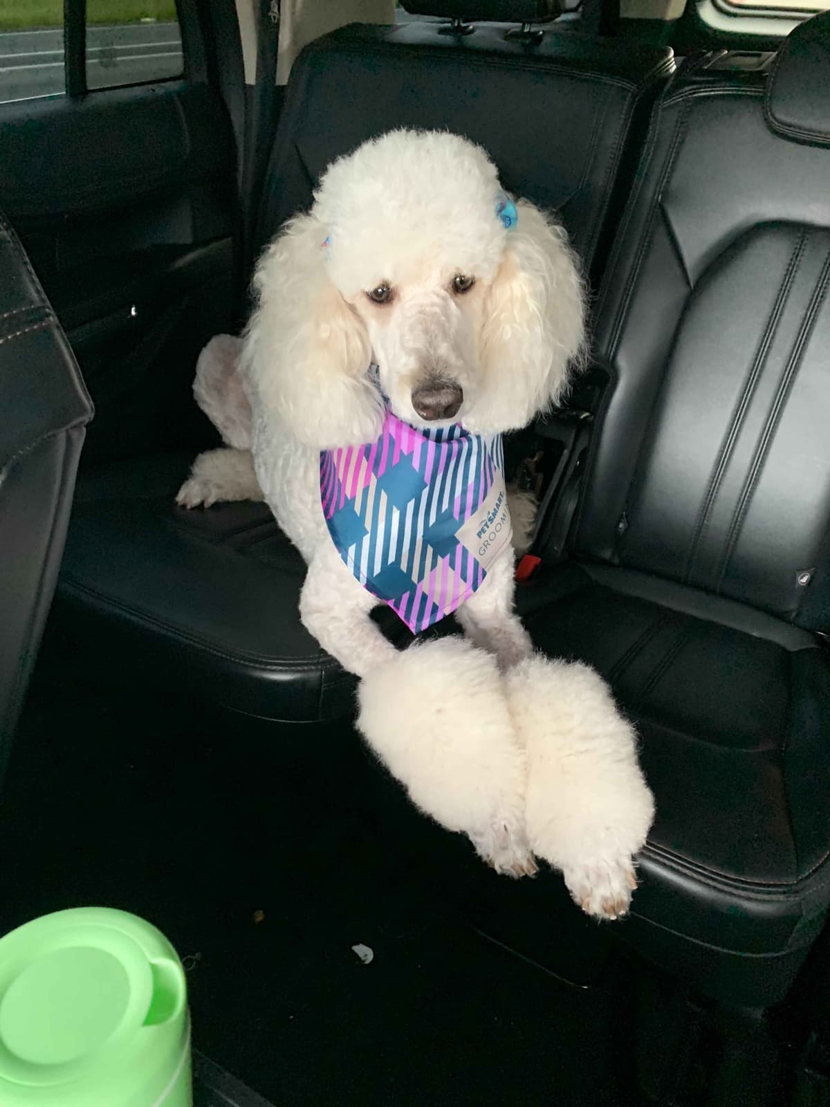 Poodle Puppies breeder image 1