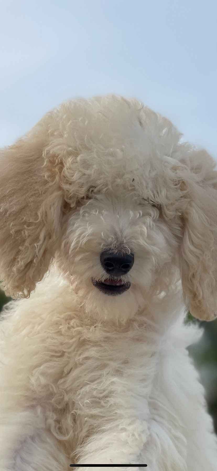 Poodle Puppies breeder image 2