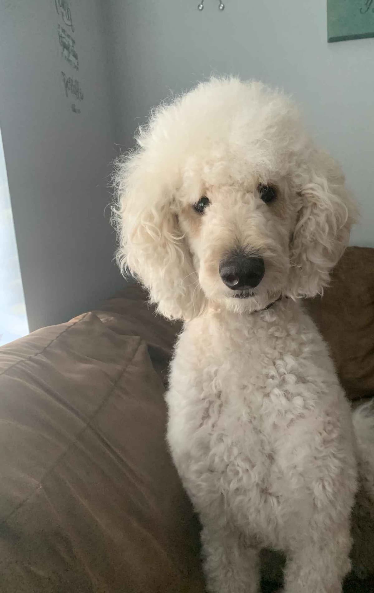 Poodle Puppies breeder image 3