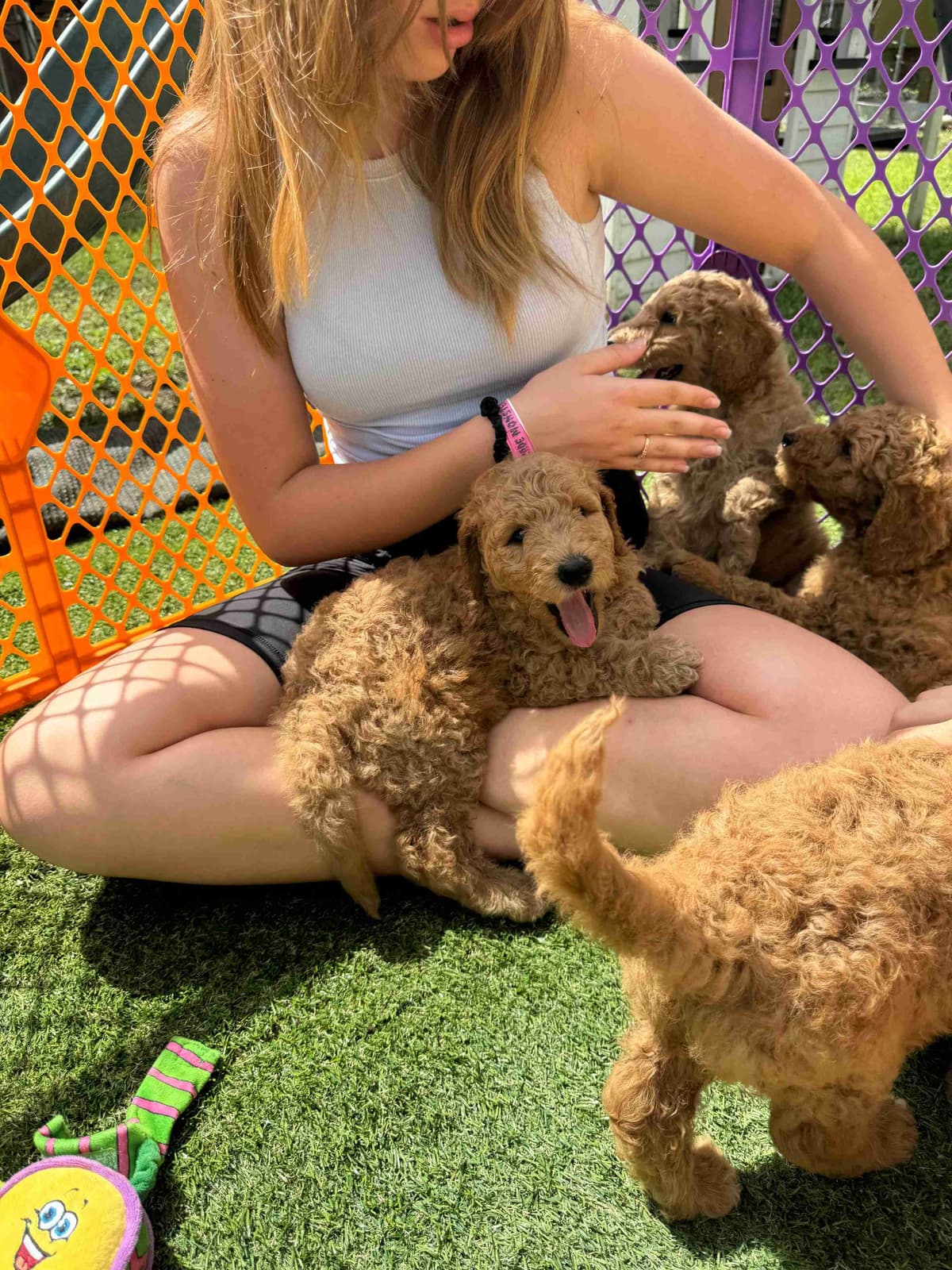 Poodle Puppies breeder image 4