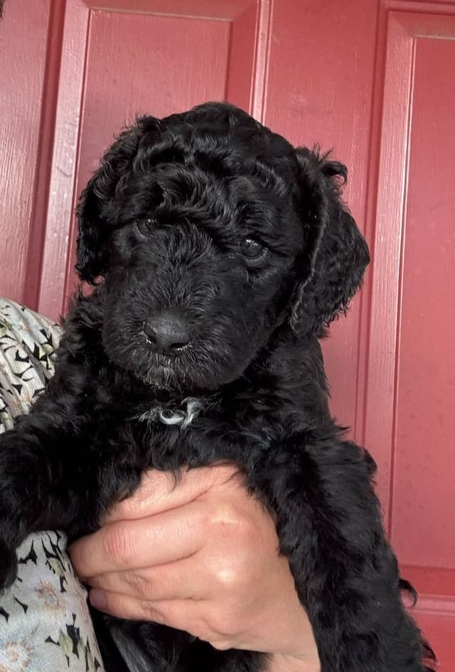 Poodle Puppies media 4