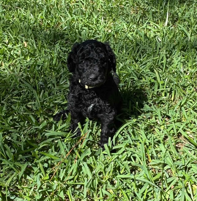 Poodle Puppies media 3