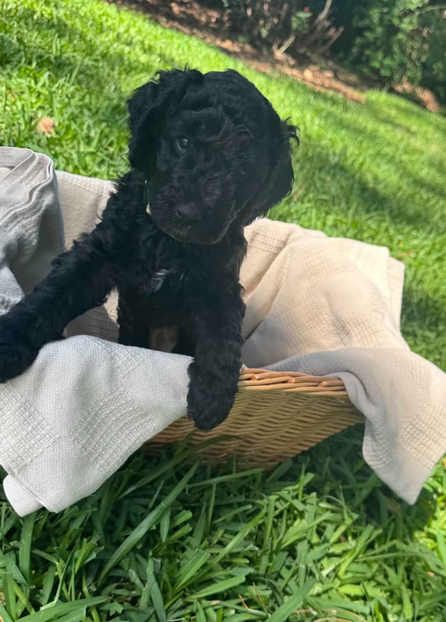 Poodle Puppies media 2
