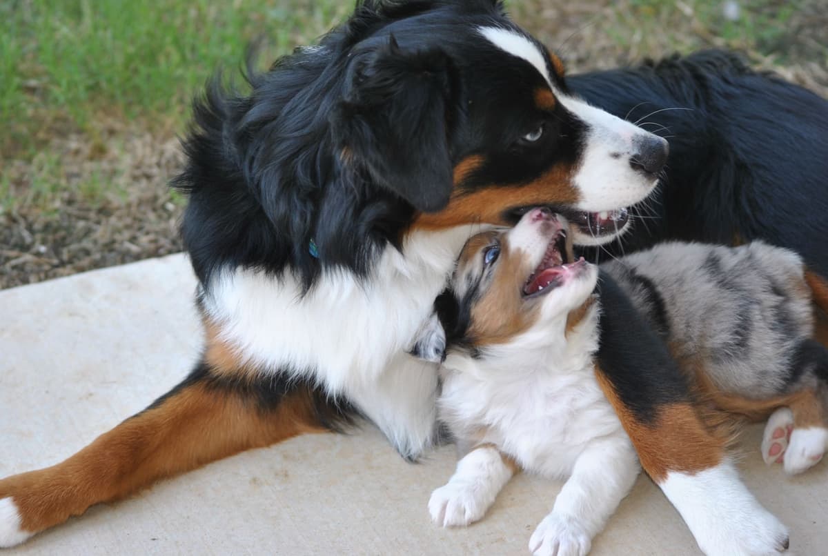 Miniature American Shepherd Puppies breeder image 1