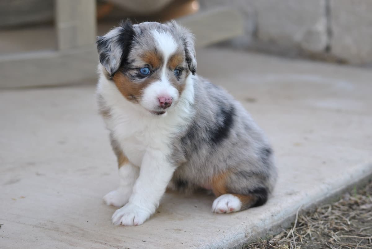 Miniature American Shepherd Puppies breeder image 2