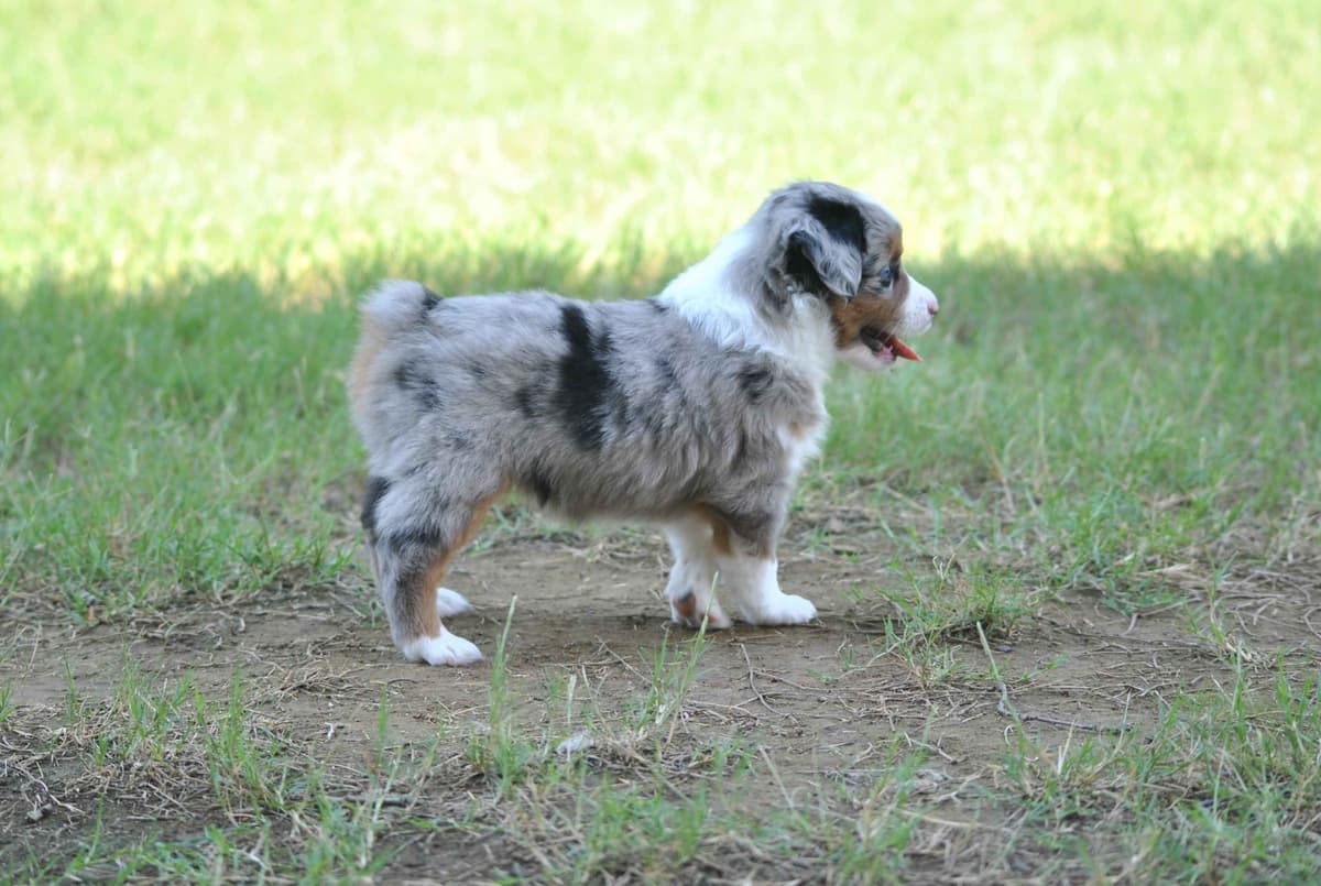 Miniature American Shepherd Puppies breeder image 3