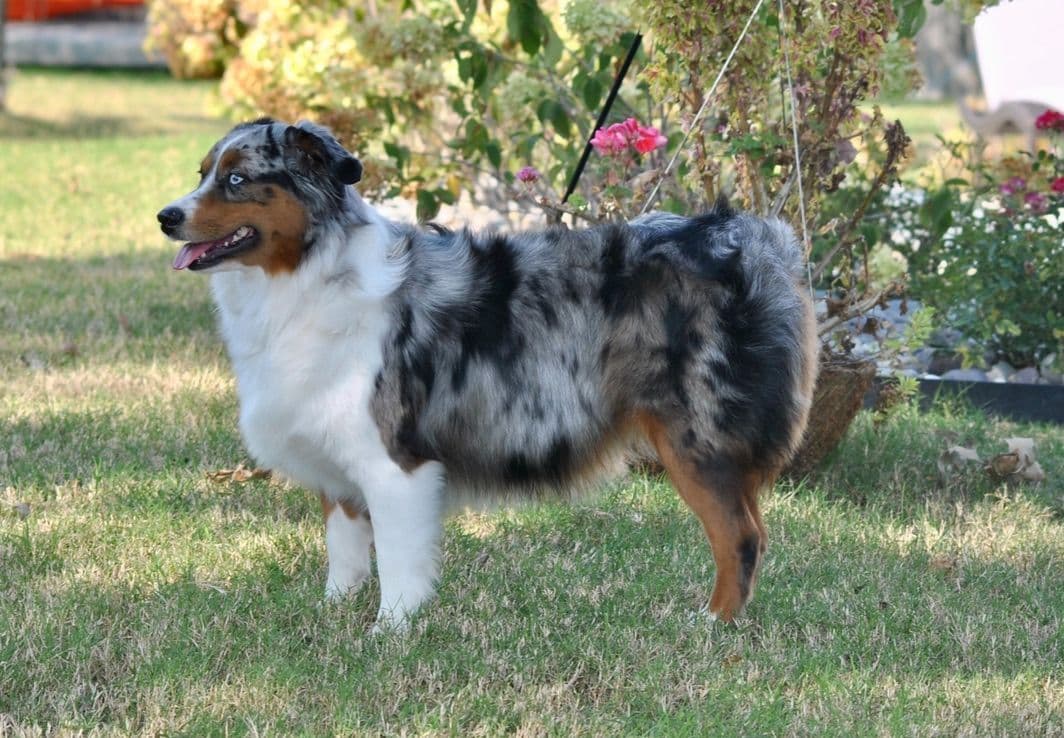 Miniature American Shepherd Puppies breeder image 5
