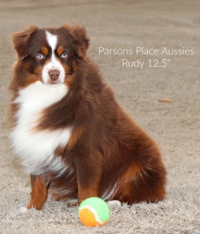 Miniature American Shepherd Puppies breeder image 6