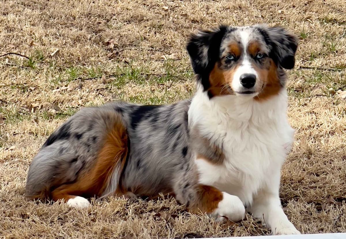 Miniature American Shepherd Puppies breeder image 8