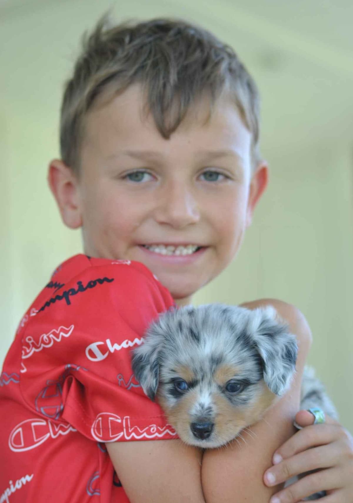 Miniature American Shepherd Puppies breeder image 9