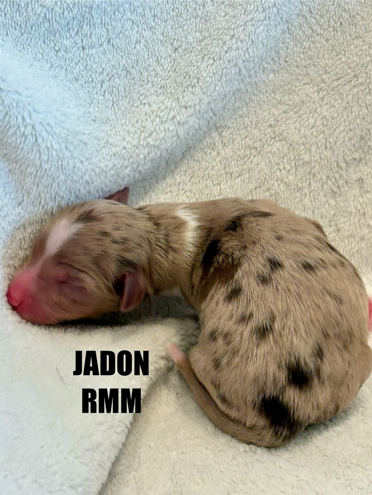 Miniature American Shepherd Puppies breeder image 11