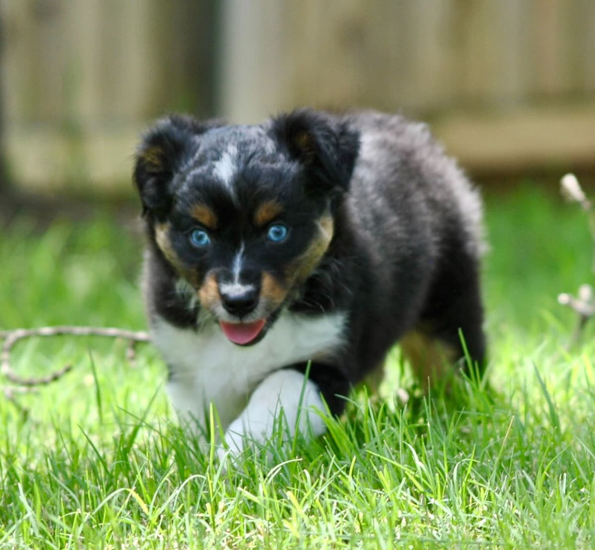 Miniature American Shepherd Puppies breeder image 12