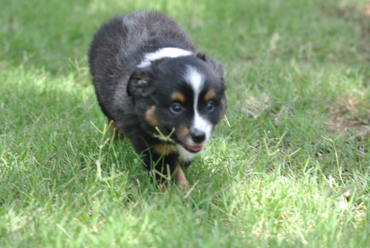 Miniature American Shepherd Puppies breeder image 14