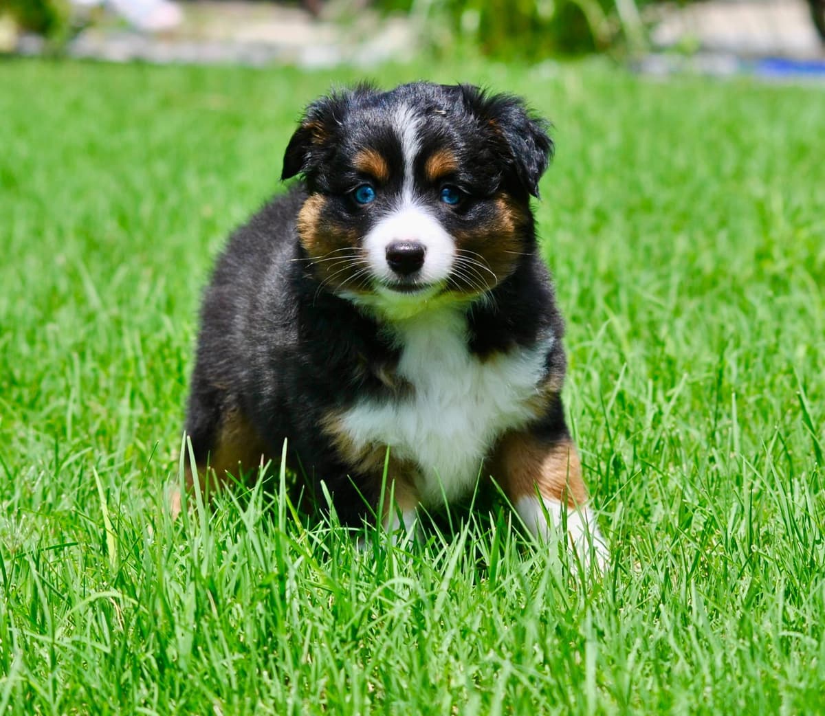 Miniature American Shepherd Puppies breeder image 16