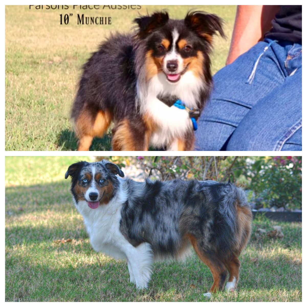 Miniature American Shepherd Puppies breeder image 19