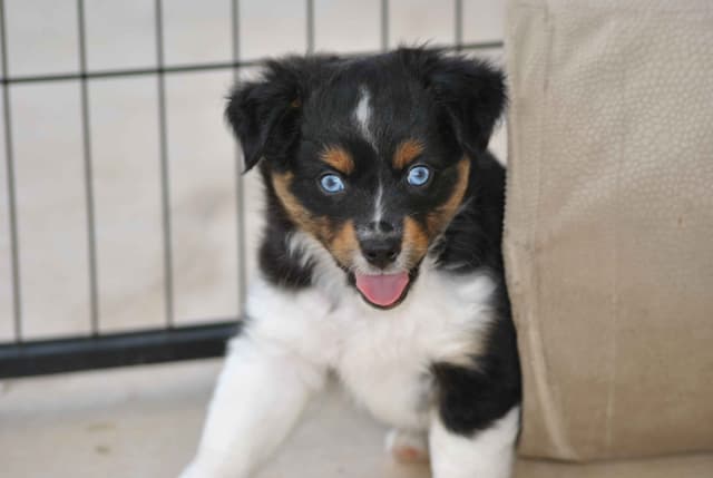 Miniature American Shepherd Puppies media 3