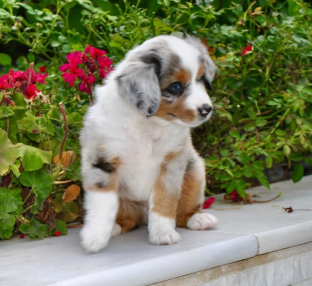 Miniature American Shepherd Puppies media 2