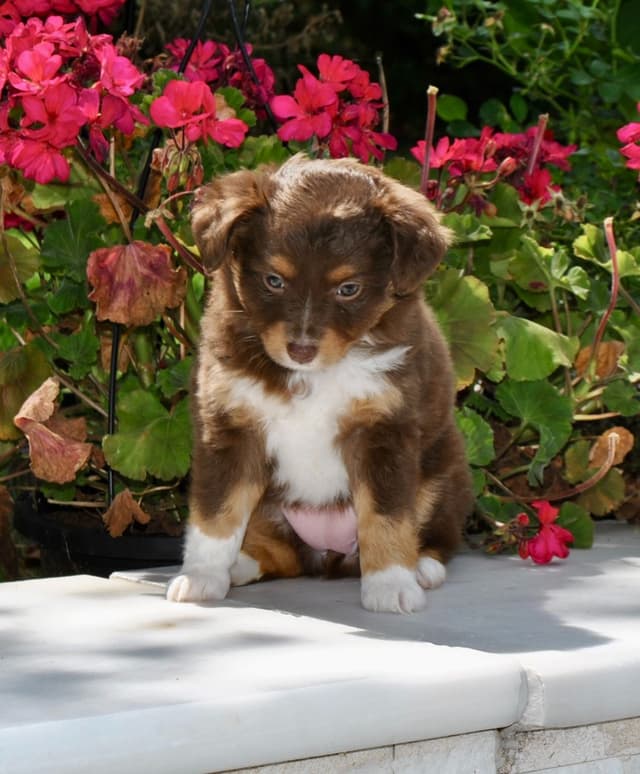 Miniature American Shepherd Puppies media 5