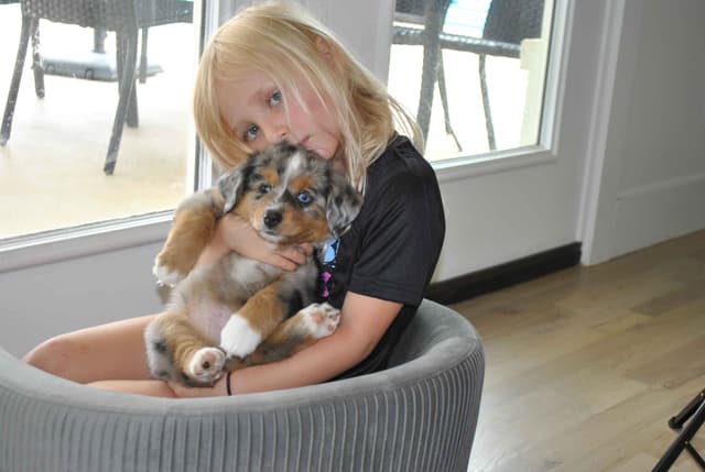 Miniature American Shepherd Puppies media 4