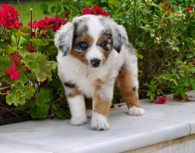 Miniature American Shepherd Puppies media 6