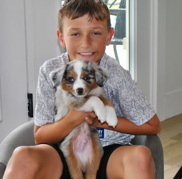 Miniature American Shepherd Puppies media 8
