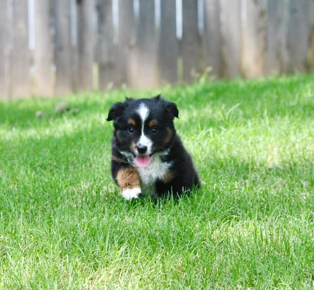 Miniature American Shepherd Puppies media 7