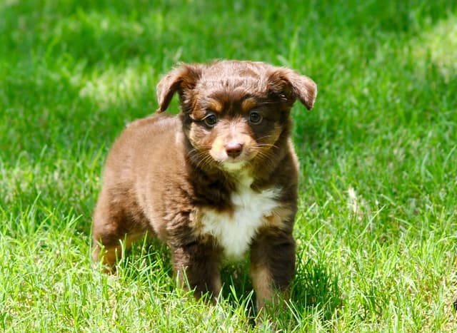 Miniature American Shepherd Puppies media 11