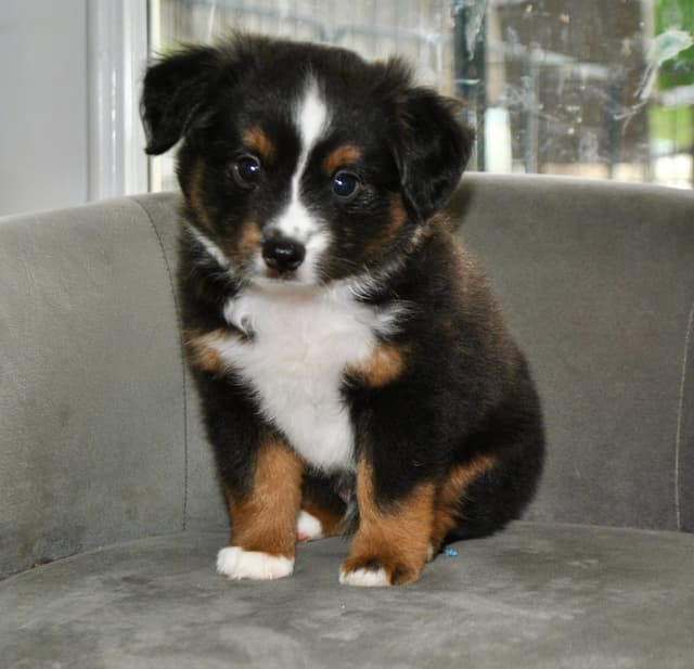Miniature American Shepherd Puppies media 12