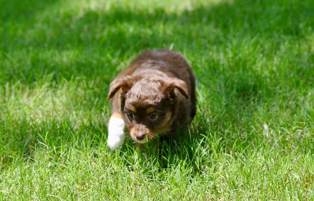 Miniature American Shepherd Puppies media 13