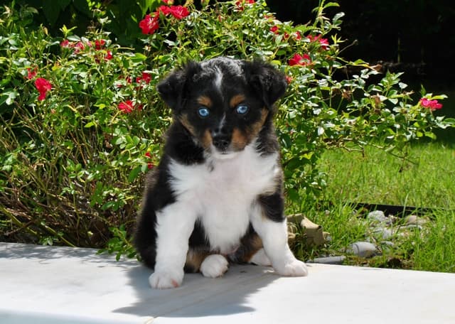 Miniature American Shepherd Puppies media 14