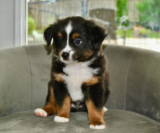 Miniature American Shepherd Puppies media 16