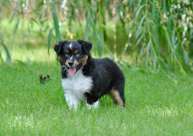 Miniature American Shepherd Puppies media 17