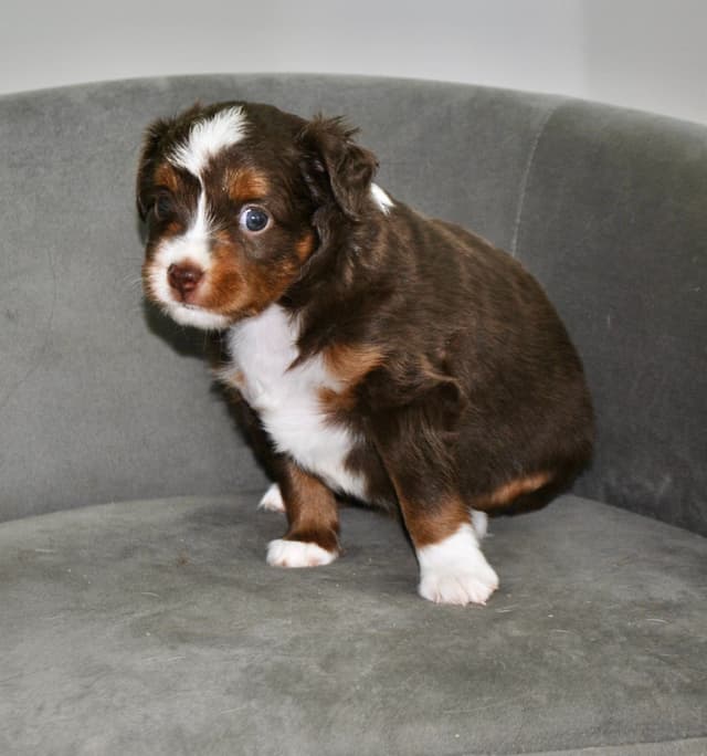 Miniature American Shepherd Puppies media 2