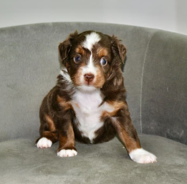 Miniature American Shepherd Puppies media 4