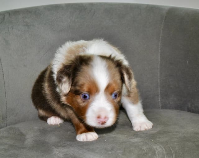 Miniature American Shepherd Puppies media 3
