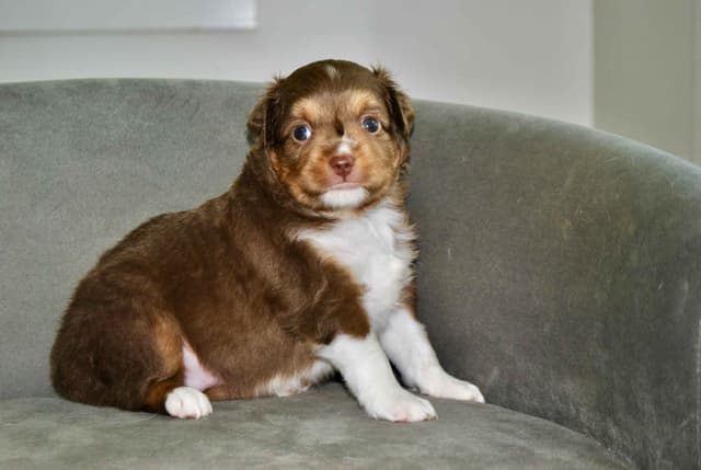 Miniature American Shepherd Puppies media 6