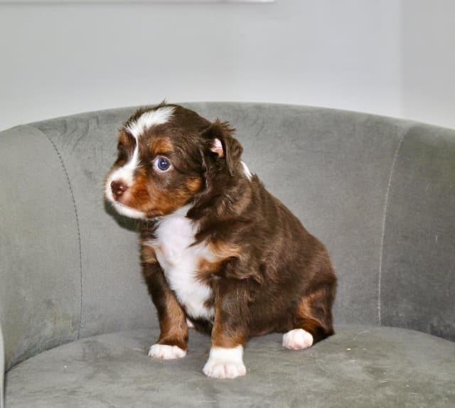 Miniature American Shepherd Puppies media 5