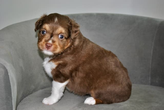 Miniature American Shepherd Puppies media 7