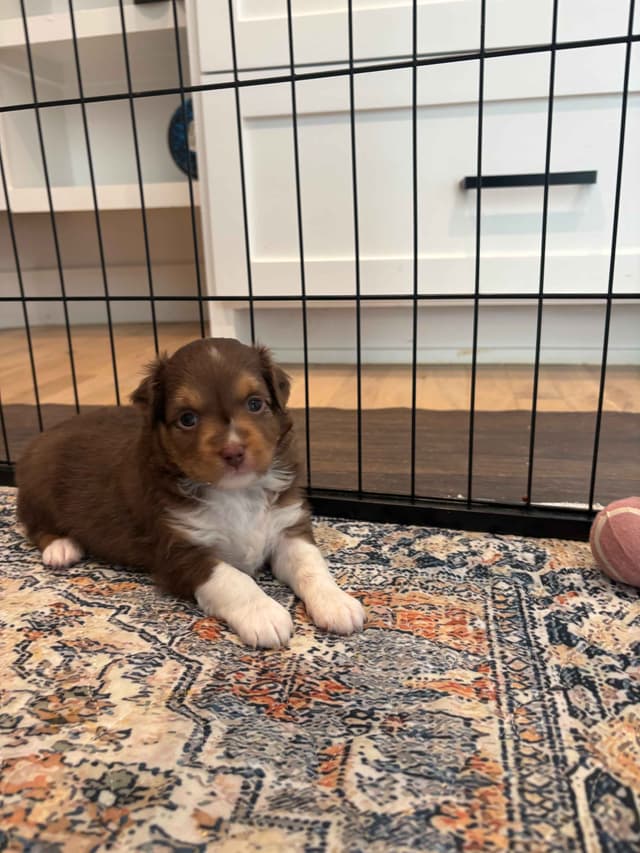 Miniature American Shepherd Puppies media 8