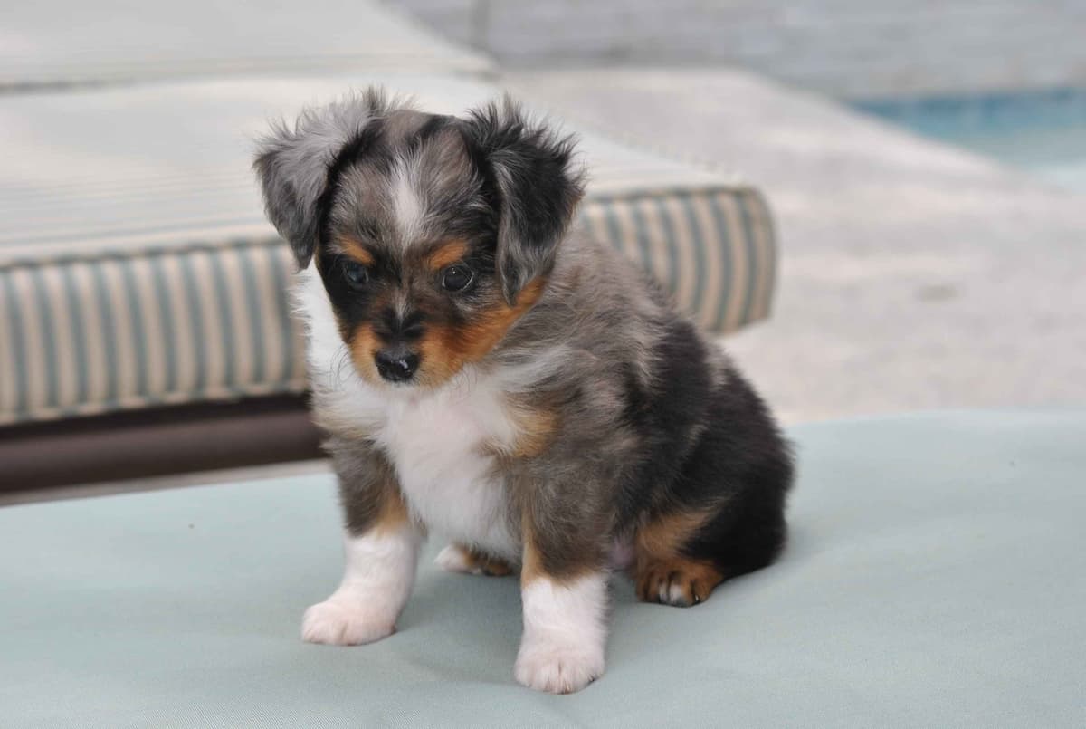 Miniature American Shepherd Puppies breeder image 21