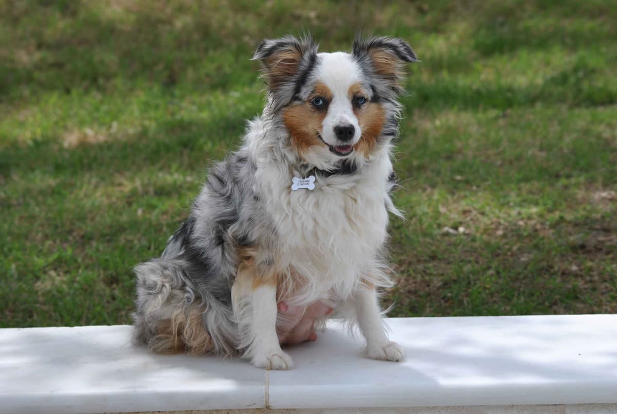 Miniature American Shepherd Puppies breeder image 20