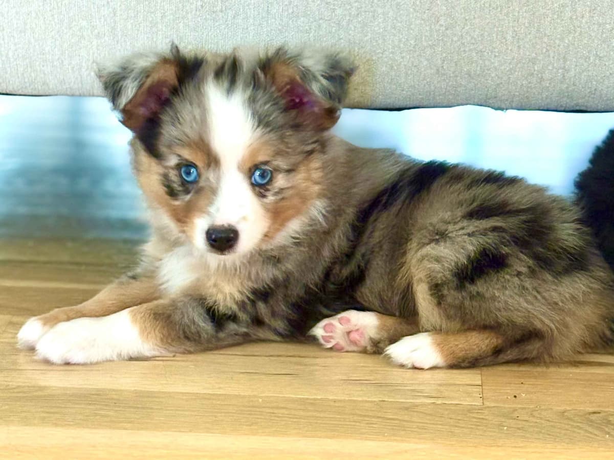 Miniature American Shepherd Puppies breeder image 22