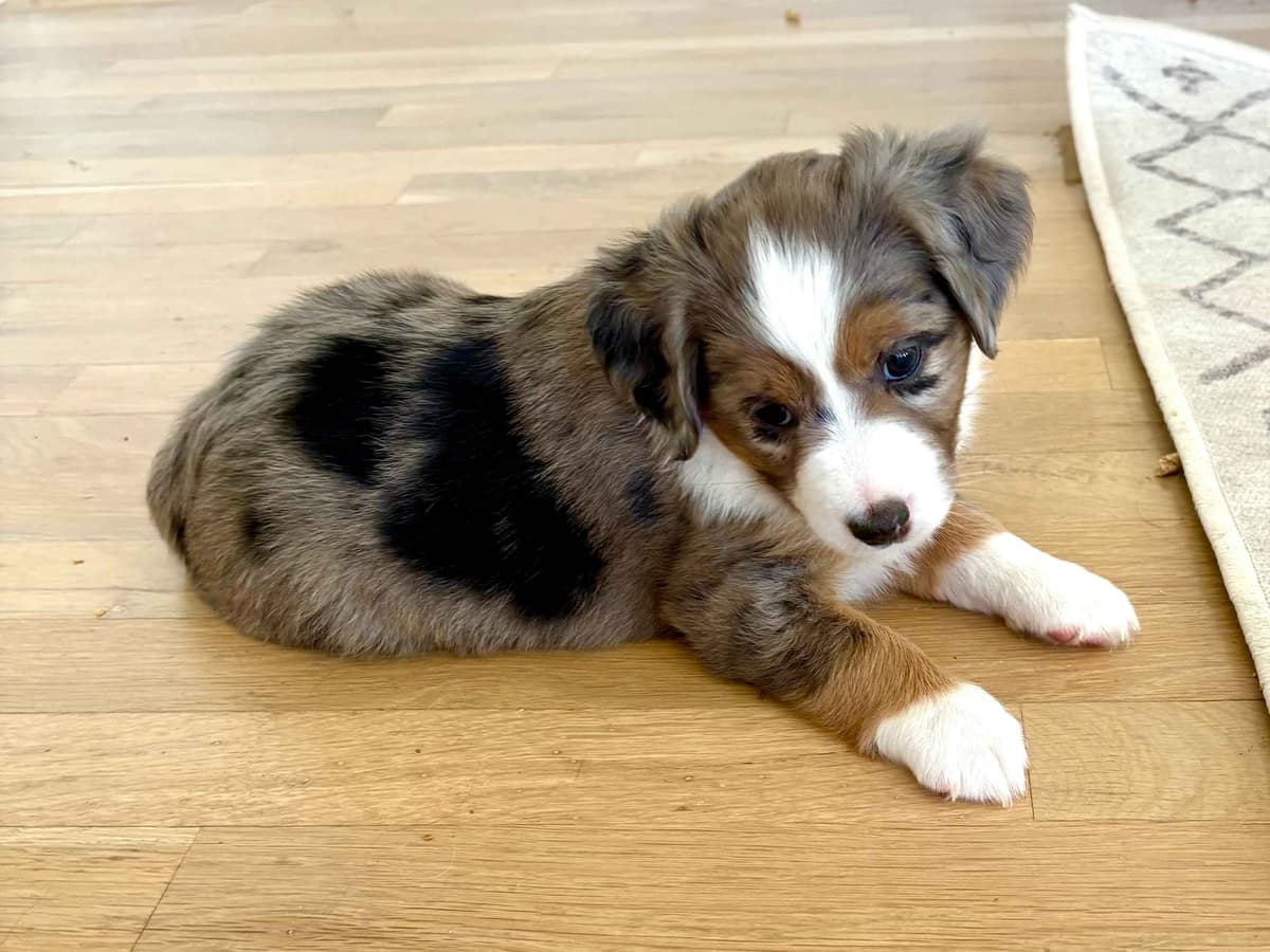Miniature American Shepherd Puppies breeder image 25