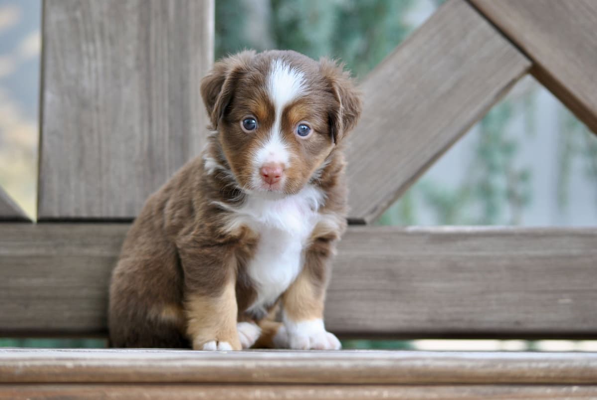 Miniature American Shepherd Puppies breeder image 23